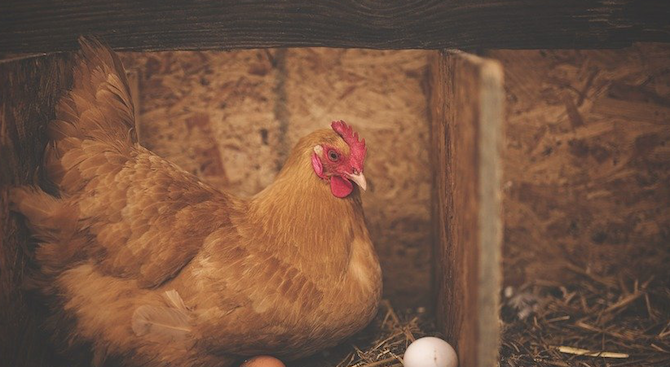 Бразилски фермер откри удивително яйце, снесено от кокошка във фермата