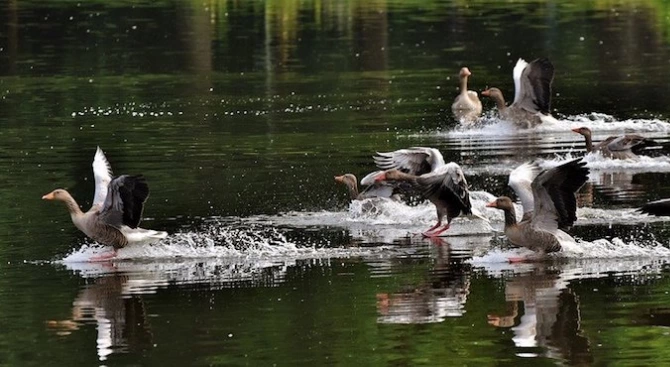 Зимуващите в реките и язовирите в Пазарджишко водолюбиви птици са