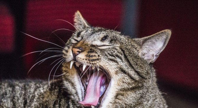 Домашна котка в руския град Архангелск два дни тероризира стопанката
