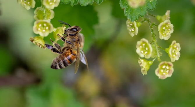 Институтът Earthwatch обяви пчелите за най-важното живо същество на планетата