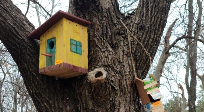 Къщички за птици украсиха дърветата в Морската градина Къщичките са