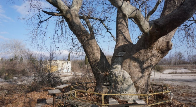 Едно от най старите дървета в България е във варненския квартал