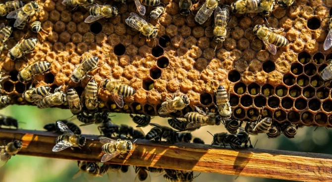 Рояци крилати труженички се тълпят около Питър Дейвис докато пчеларят