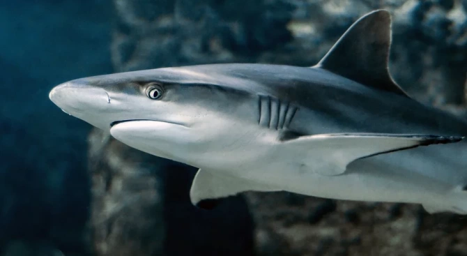 Учени са открили девет нови вида ходещи акули които използват