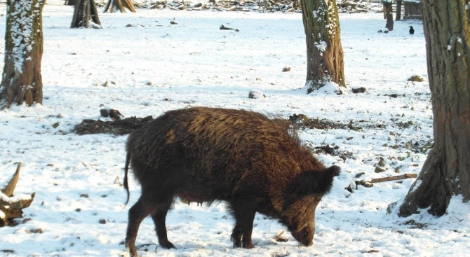 Срокът за групов лов на дива свиня се удължава до