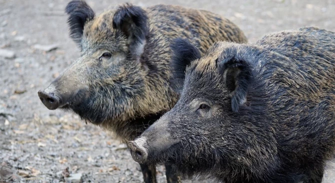 Нови 17 случая на африканска чума при диви свине са