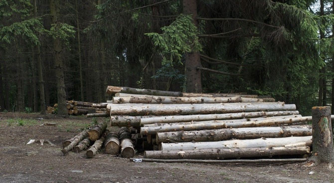 Организирана група, която е изсичала незаконно дърва за огрев, е