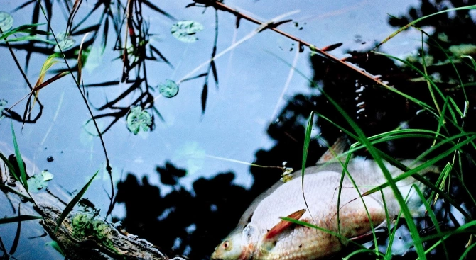 Получен сигнал за мъртва риба в река Чепеларска река Чая