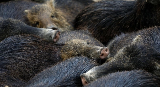Нови четири положителни проби за африканска чума при диви прасета