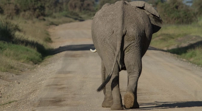 Два слона бегълци от пътуващ цирк се разходиха